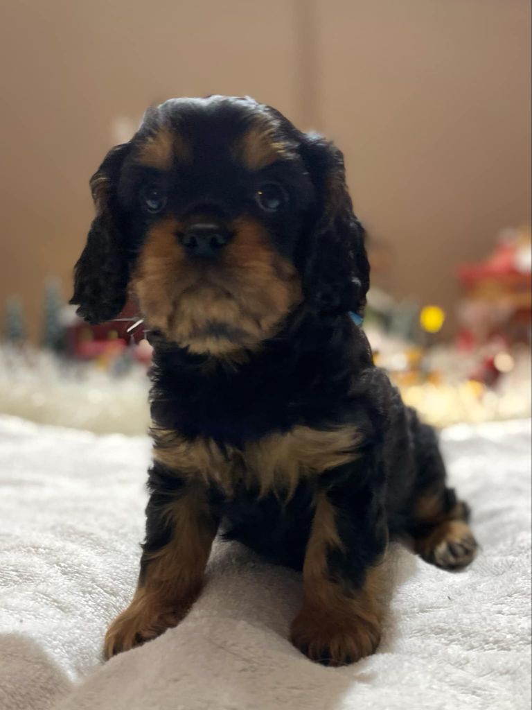 Du Domaine Des Plaines D'Icare - Chiot disponible  - Cavalier King Charles Spaniel