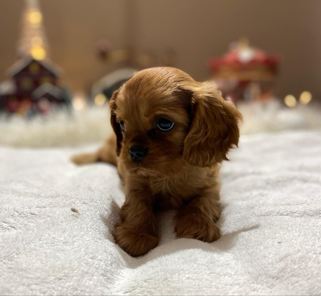 Du Domaine Des Plaines D'Icare - Chiot disponible  - Cavalier King Charles Spaniel