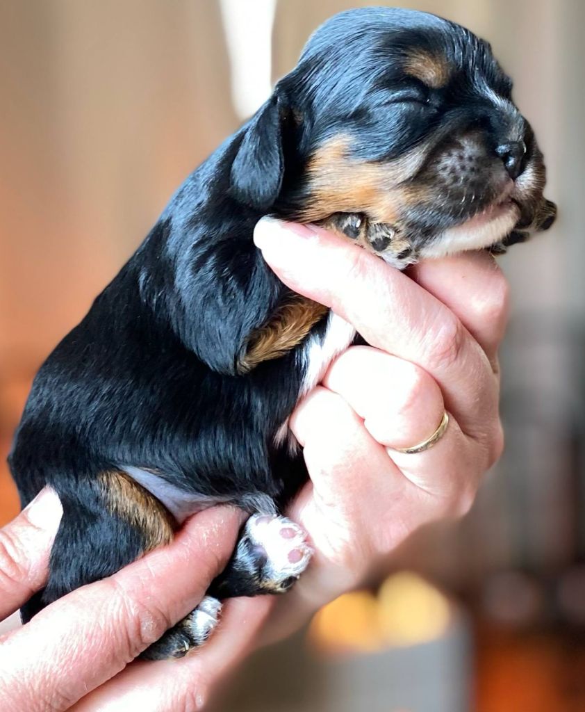 Du Domaine Des Plaines D'Icare - Chiots disponibles - Cavalier King Charles Spaniel