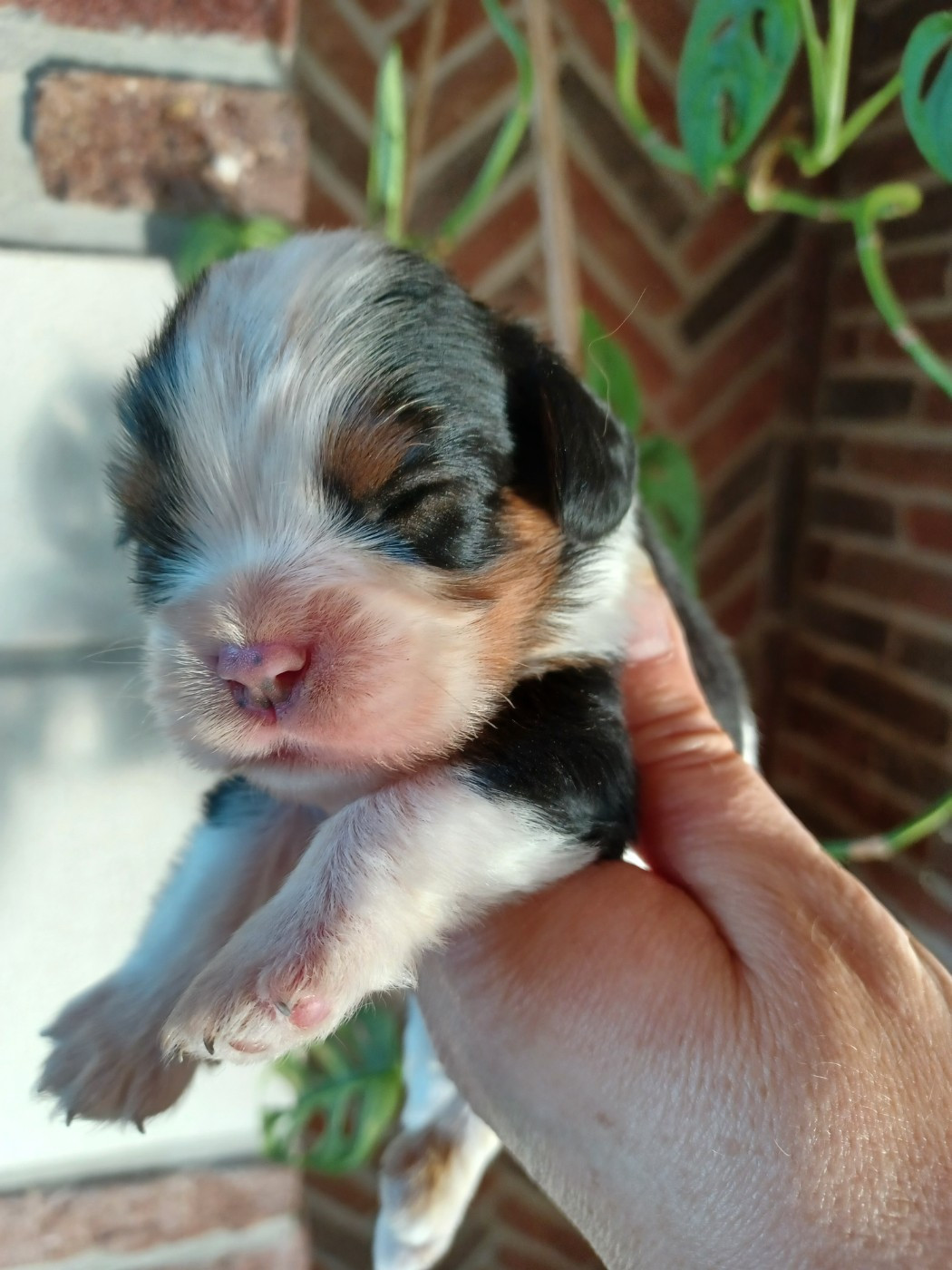 Du Domaine Des Plaines D'Icare - Chiots disponibles - Cavalier King Charles Spaniel