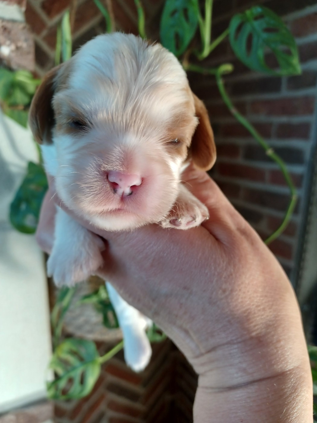 Du Domaine Des Plaines D'Icare - Chiots disponibles - Cavalier King Charles Spaniel