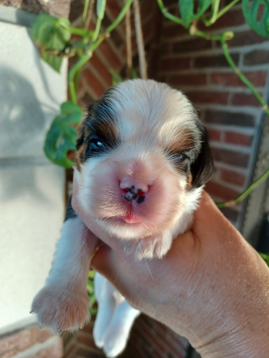 Du Domaine Des Plaines D'Icare - Chiots disponibles - Cavalier King Charles Spaniel