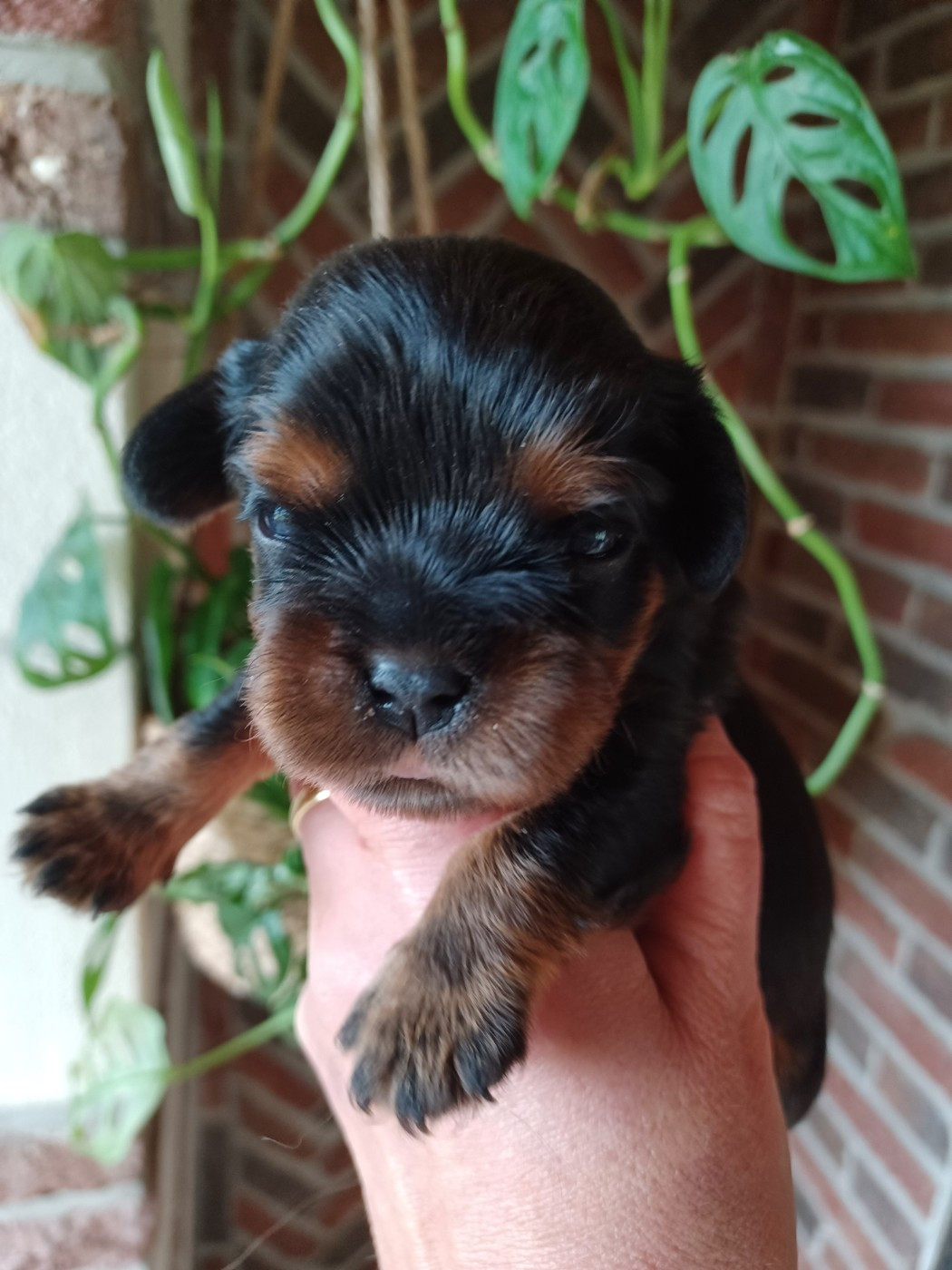 Du Domaine Des Plaines D'Icare - Chiots disponibles - Cavalier King Charles Spaniel