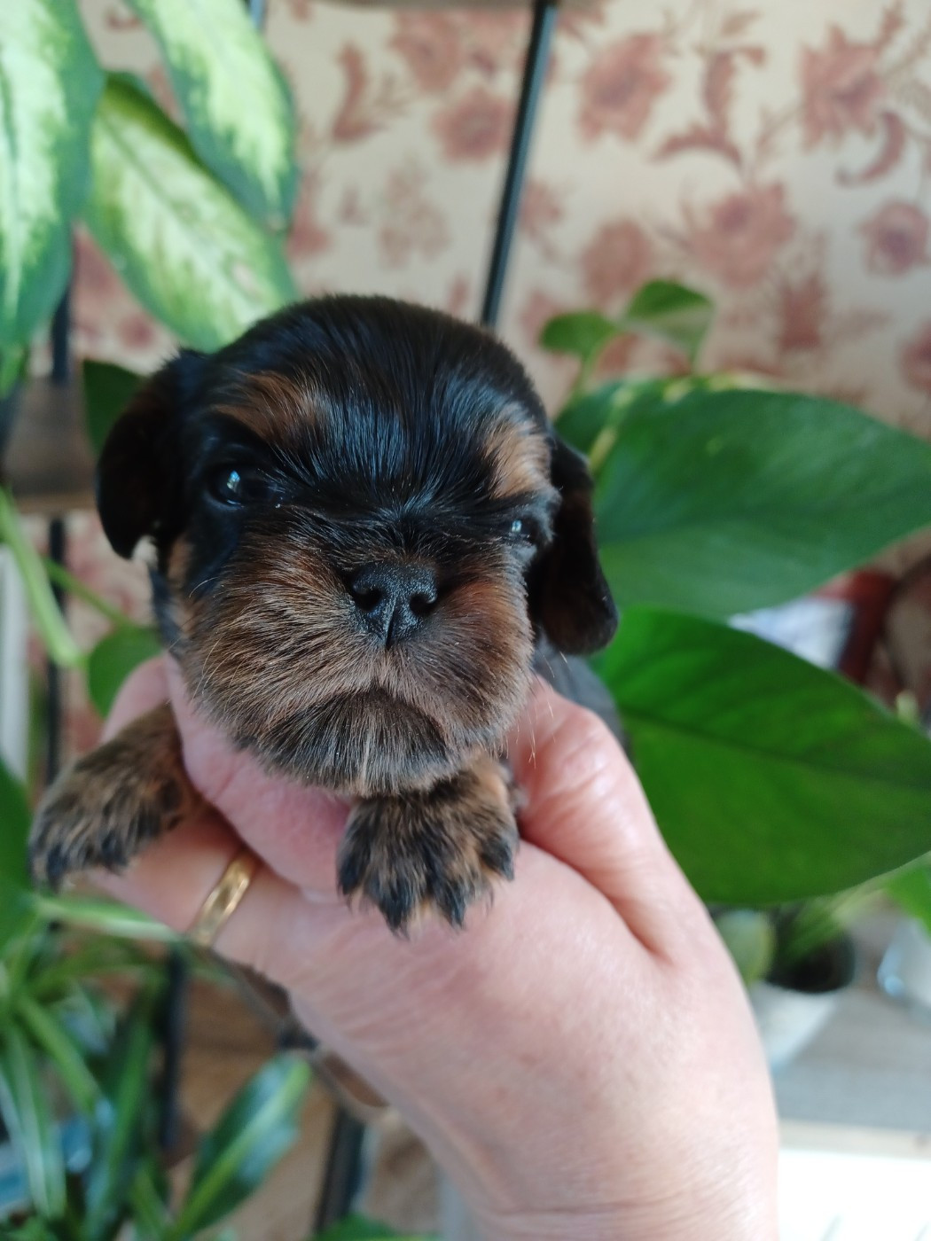 Du Domaine Des Plaines D'Icare - Chiots disponibles - Cavalier King Charles Spaniel