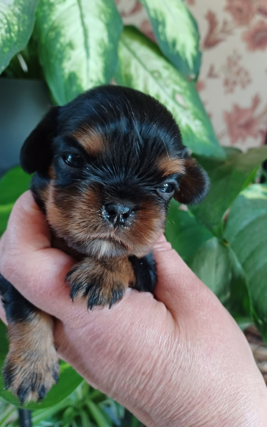 Du Domaine Des Plaines D'Icare - Chiots disponibles - Cavalier King Charles Spaniel