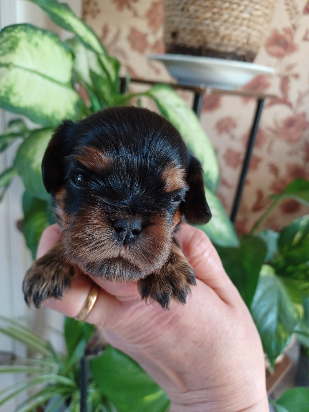 Du Domaine Des Plaines D'Icare - Chiots disponibles - Cavalier King Charles Spaniel