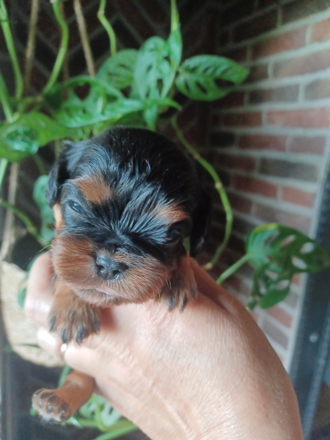 Du Domaine Des Plaines D'Icare - Chiots disponibles - Cavalier King Charles Spaniel