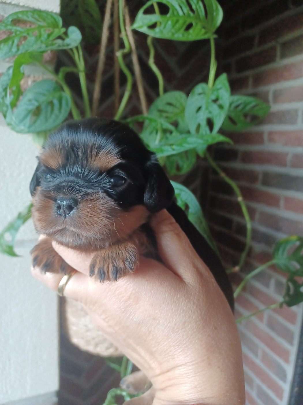 Du Domaine Des Plaines D'Icare - Chiots disponibles - Cavalier King Charles Spaniel