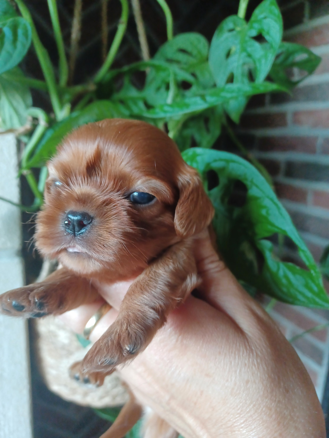 Du Domaine Des Plaines D'Icare - Chiots disponibles - Cavalier King Charles Spaniel
