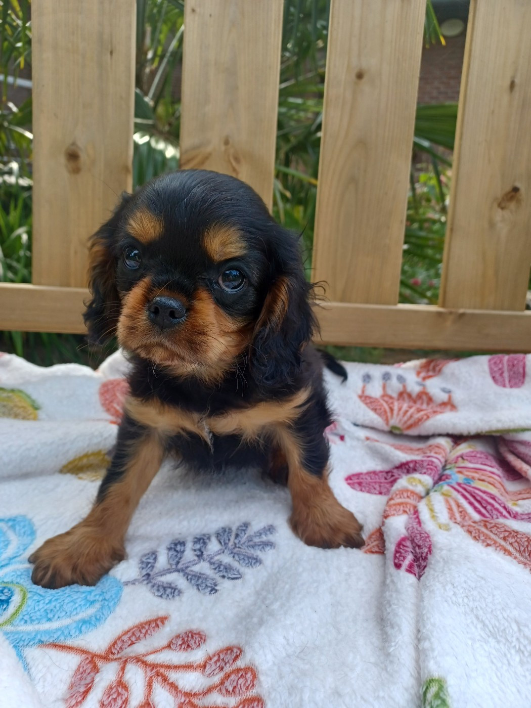 Du Domaine Des Plaines D'Icare - Chiots disponibles - Cavalier King Charles Spaniel