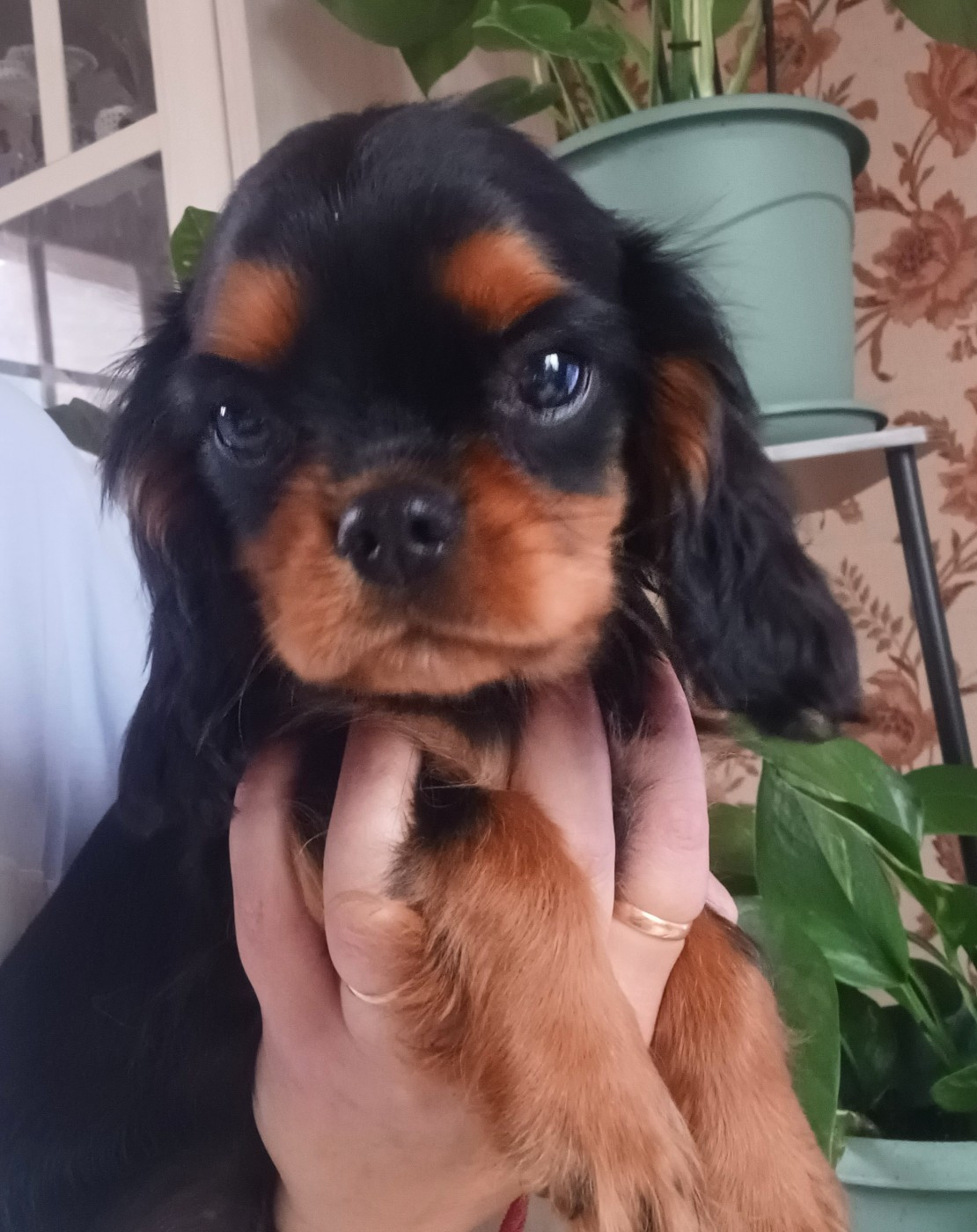 Du Domaine Des Plaines D'Icare - Chiots disponibles - Cavalier King Charles Spaniel