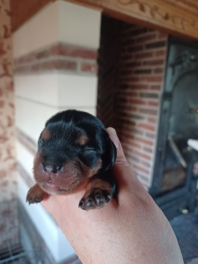 Du Domaine Des Plaines D'Icare - Chiots disponibles - Cavalier King Charles Spaniel