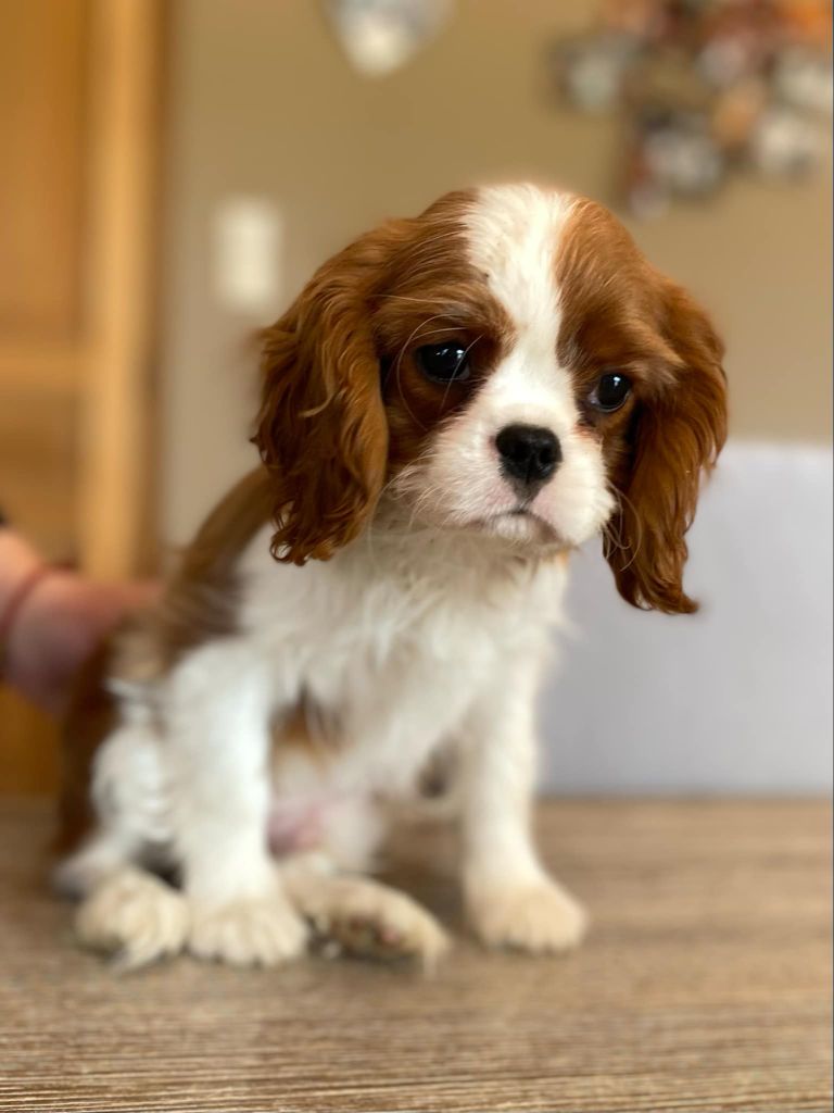 Du Domaine Des Plaines D'Icare - Chiots disponibles - Cavalier King Charles Spaniel