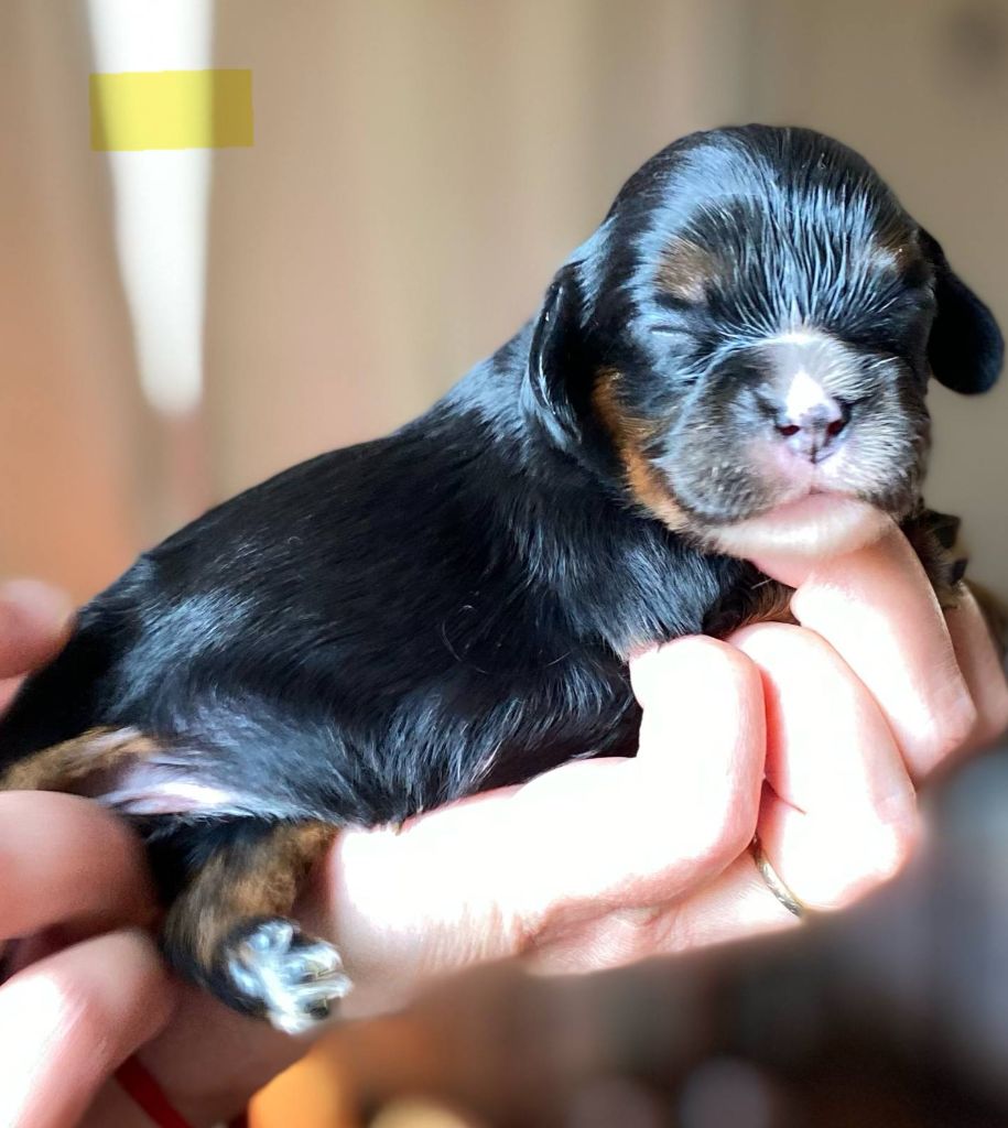 Du Domaine Des Plaines D'Icare - Chiots disponibles - Cavalier King Charles Spaniel