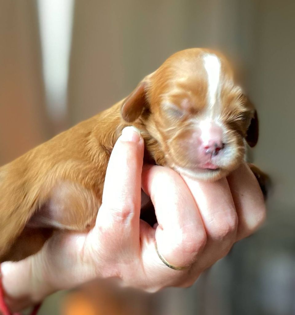 Du Domaine Des Plaines D'Icare - Chiots disponibles - Cavalier King Charles Spaniel