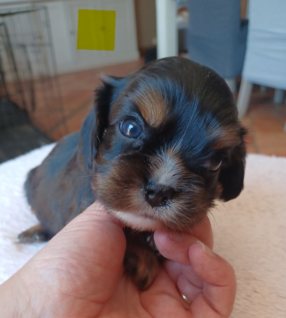 Du Domaine Des Plaines D'Icare - Chiots disponibles - Cavalier King Charles Spaniel