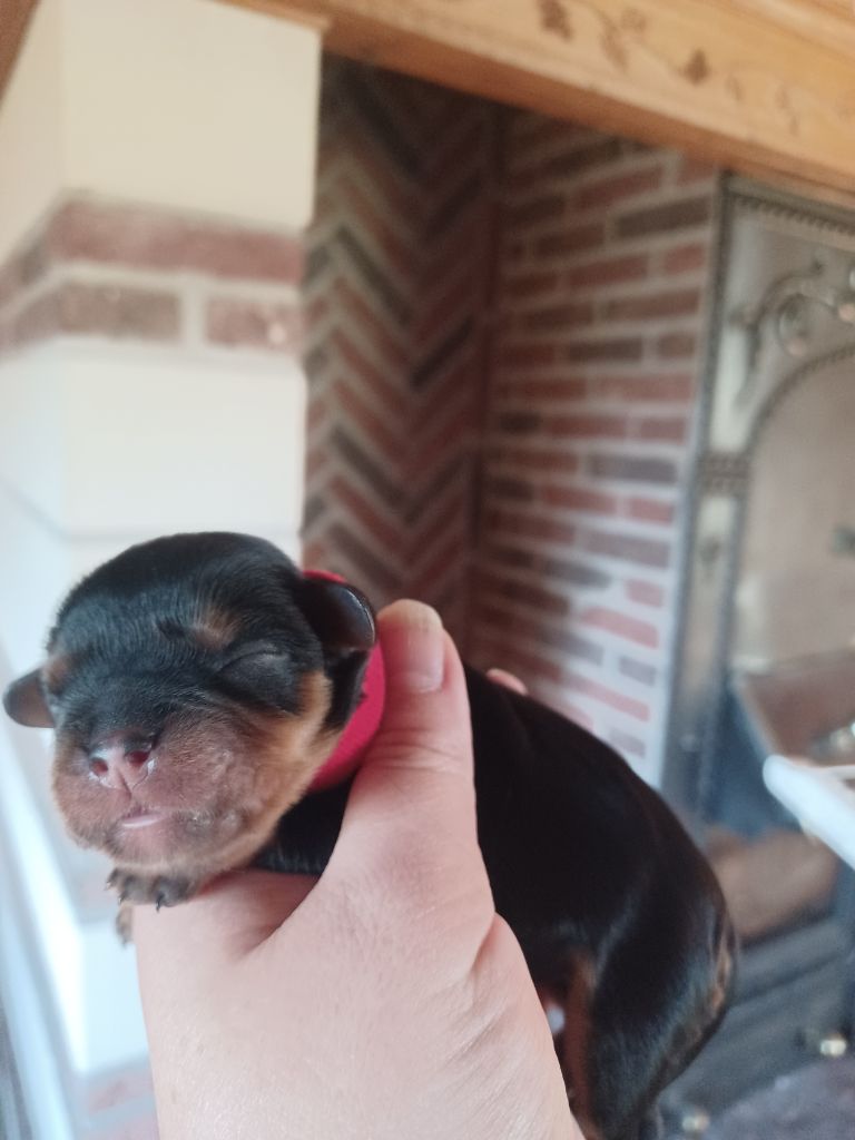 Du Domaine Des Plaines D'Icare - Chiots disponibles - Cavalier King Charles Spaniel