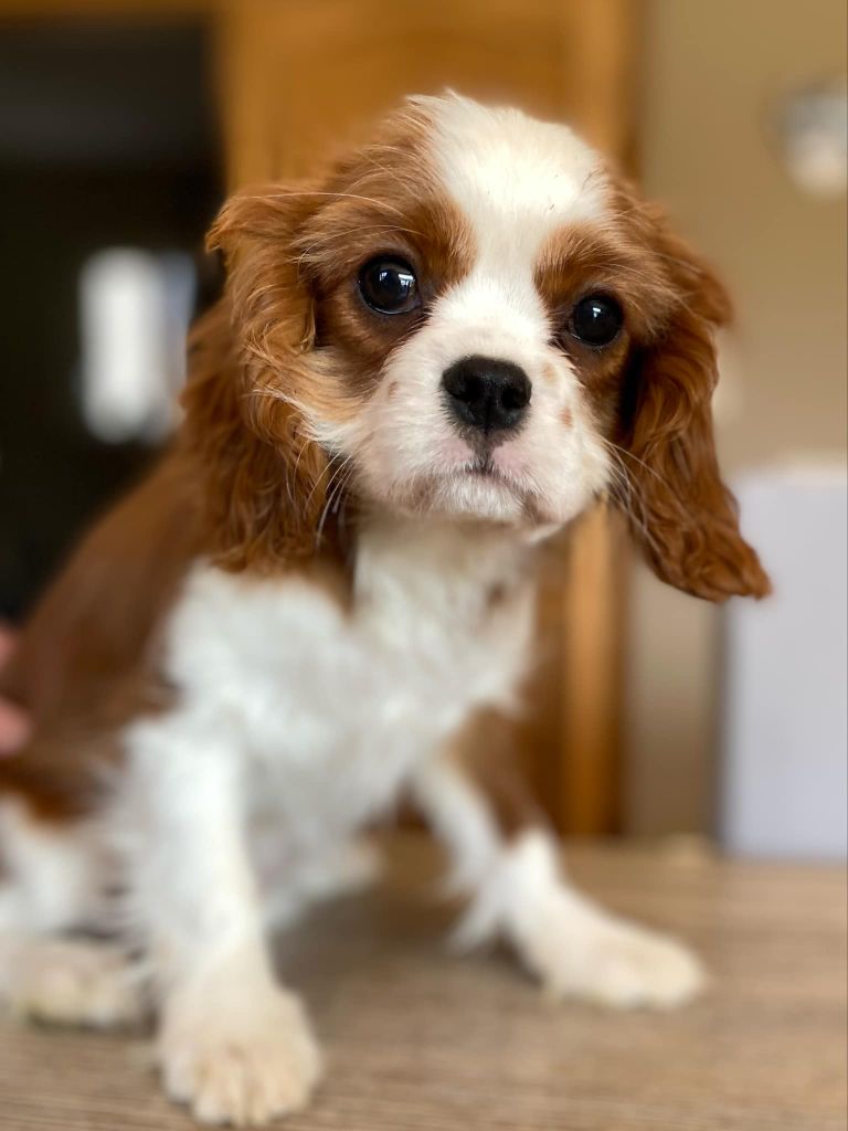 Du Domaine Des Plaines D'Icare - Chiots disponibles - Cavalier King Charles Spaniel