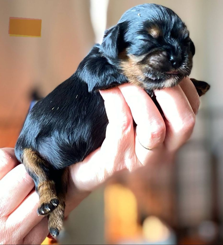 Du Domaine Des Plaines D'Icare - Chiots disponibles - Cavalier King Charles Spaniel