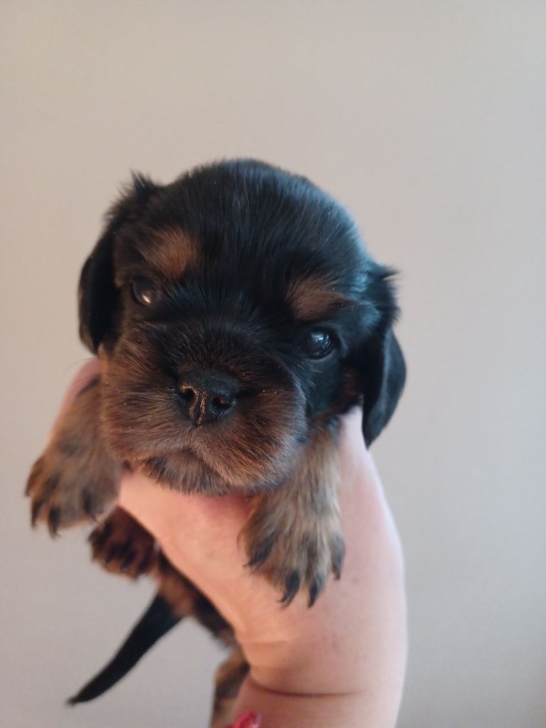 Du Domaine Des Plaines D'Icare - Chiots disponibles - Cavalier King Charles Spaniel