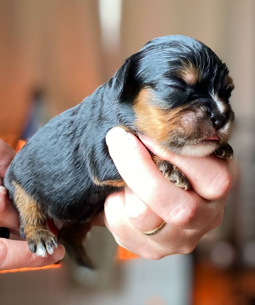 Du Domaine Des Plaines D'Icare - Chiots disponibles - Cavalier King Charles Spaniel