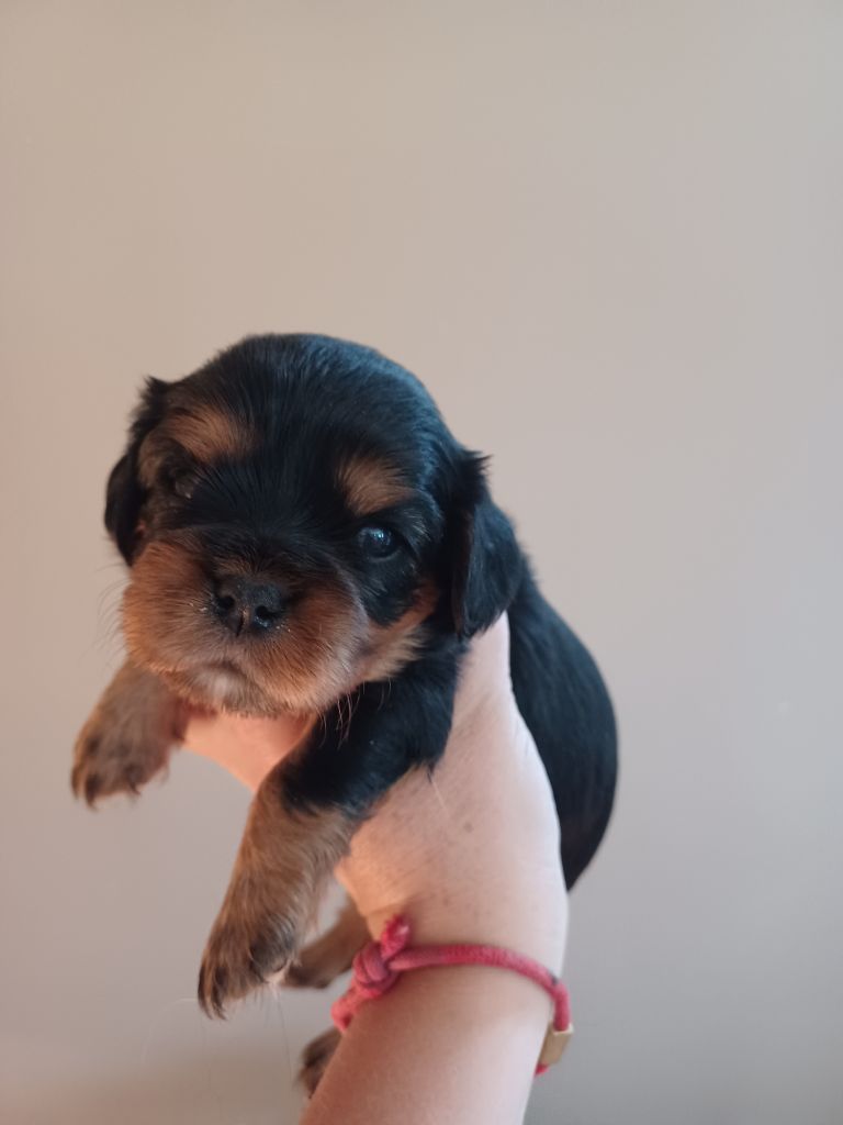 Du Domaine Des Plaines D'Icare - Chiots disponibles - Cavalier King Charles Spaniel