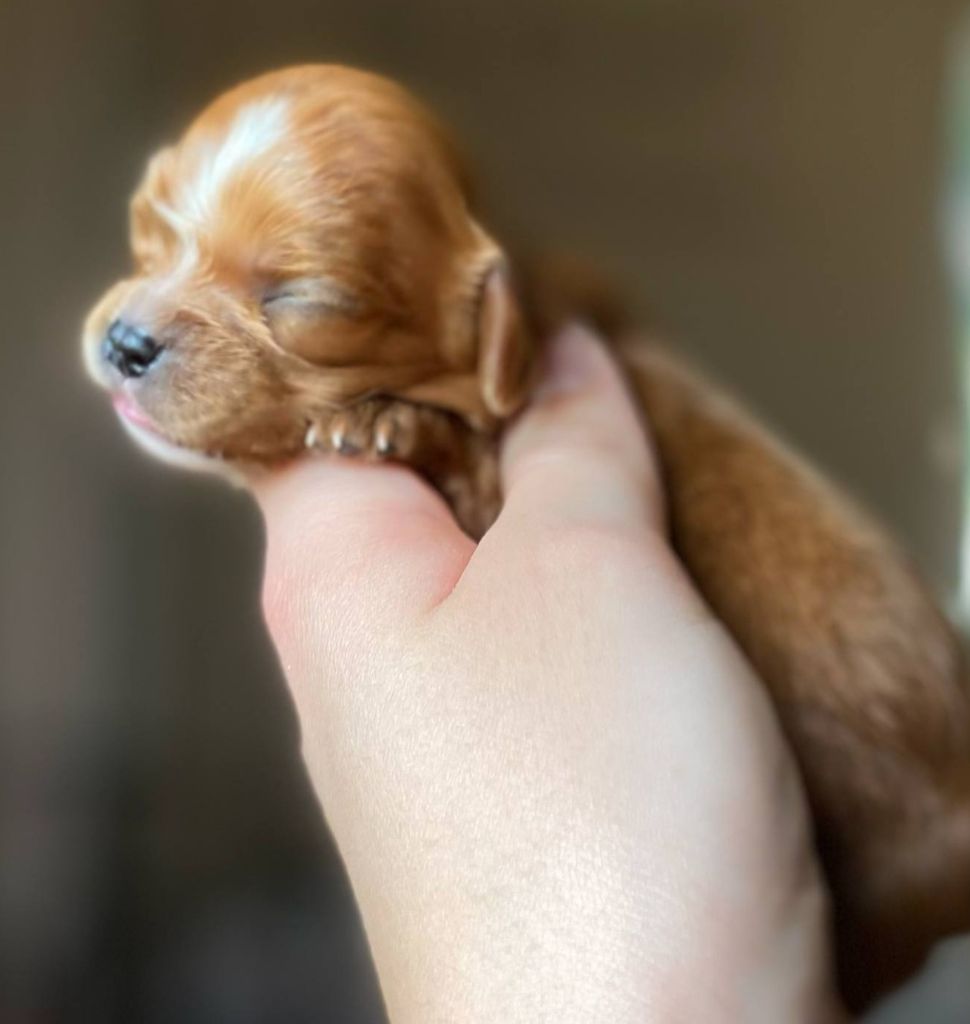 Du Domaine Des Plaines D'Icare - Chiots disponibles - Cavalier King Charles Spaniel
