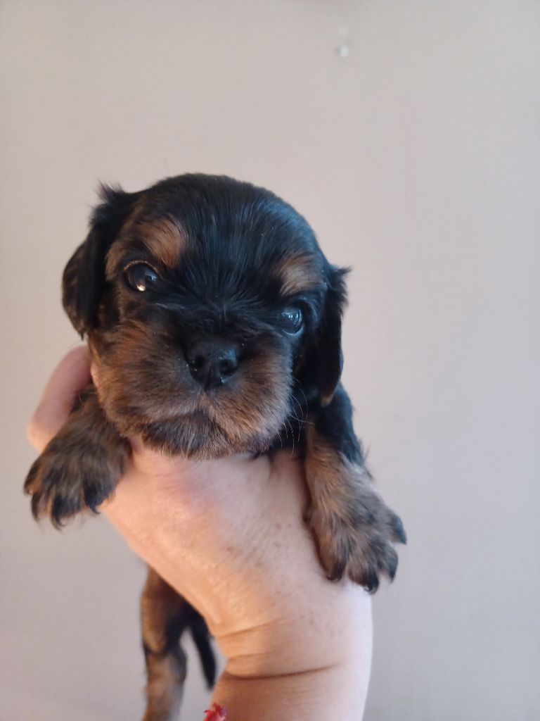 Du Domaine Des Plaines D'Icare - Chiots disponibles - Cavalier King Charles Spaniel