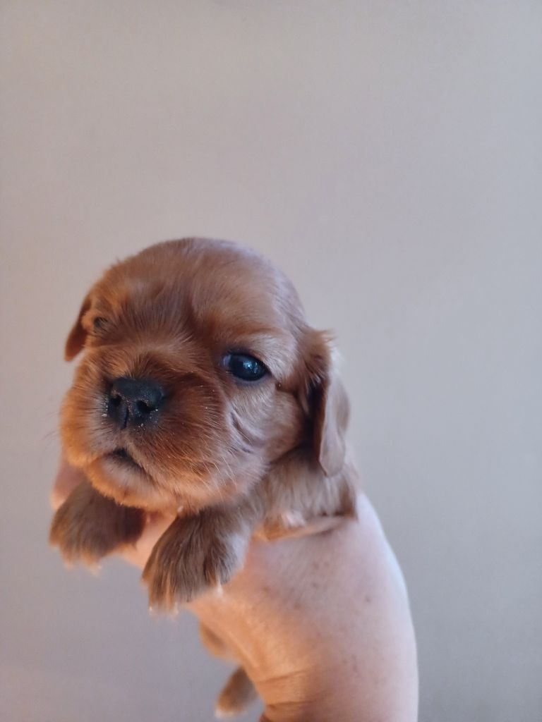 Du Domaine Des Plaines D'Icare - Chiots disponibles - Cavalier King Charles Spaniel