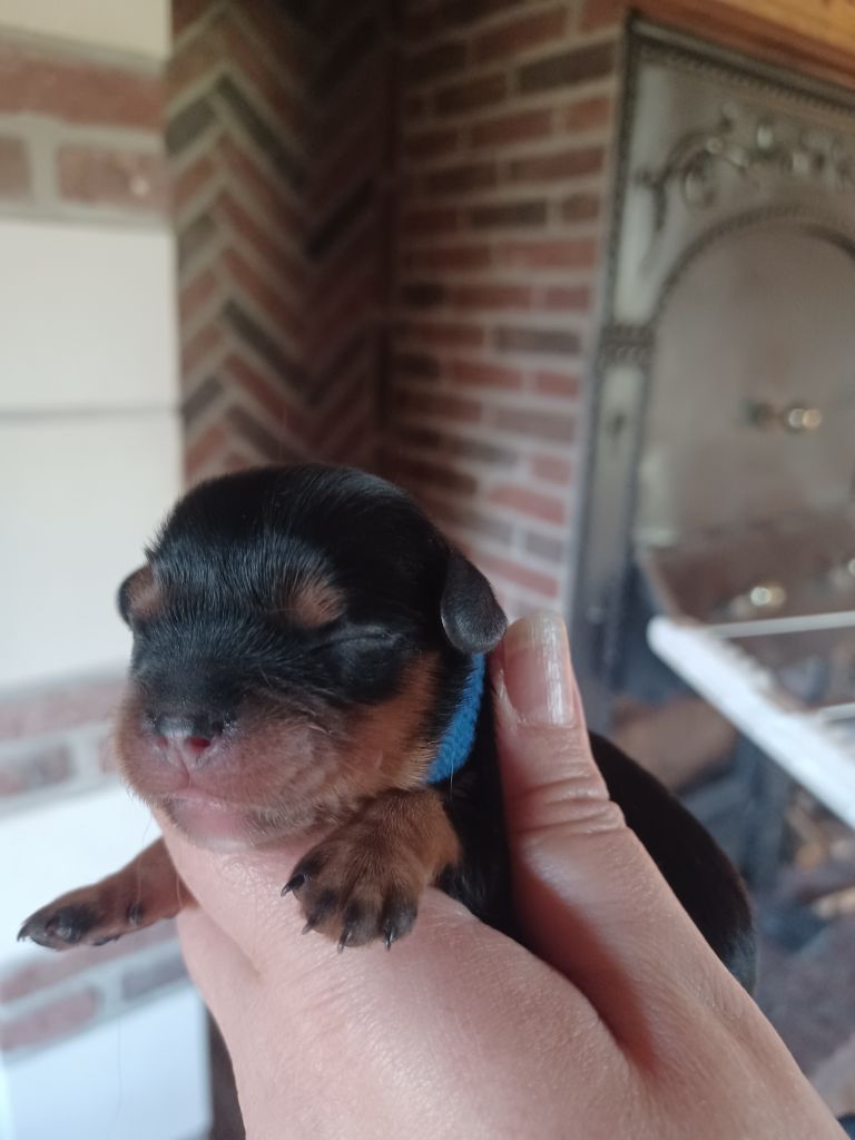 Du Domaine Des Plaines D'Icare - Chiots disponibles - Cavalier King Charles Spaniel