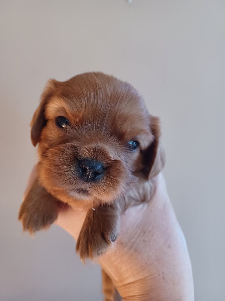 Du Domaine Des Plaines D'Icare - Chiots disponibles - Cavalier King Charles Spaniel
