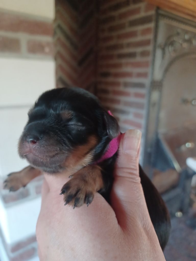 Du Domaine Des Plaines D'Icare - Chiots disponibles - Cavalier King Charles Spaniel